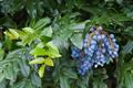 Mahonia aquifolium